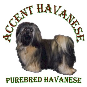 Click here to view information about Accent Havanese