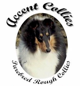 Click here to view information about Accent Collies