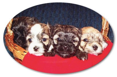 Havanese Puppies from Accent Havanese!